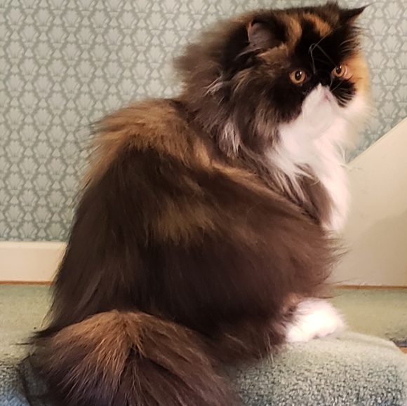 Meet your Posher, Liane - Picture 6 of 7